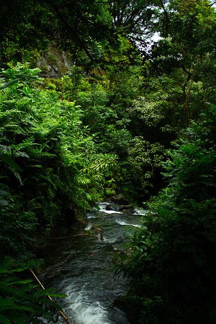 tranquilforests:  ~wildlife/jungle/nature~