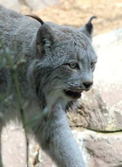 animals-plus-nature:  Canada Lynx by Brian_Hernandez