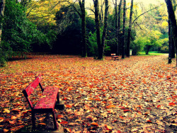 detenteapensar:  valdivia-chile:  Botánico,