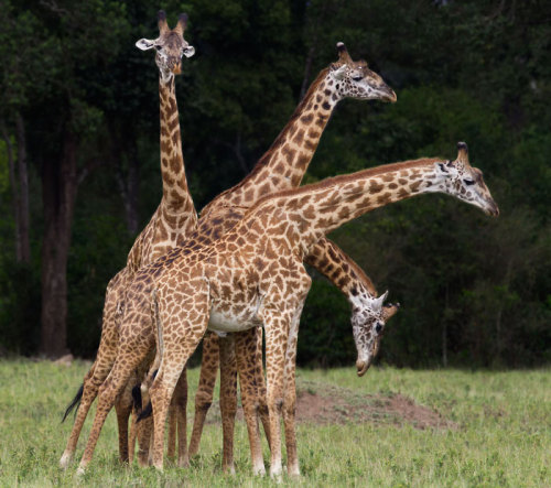 Quattuor camelopardalesFour giraffes(That reminds me:giraffesintheair.ytmnd.com/That’s 