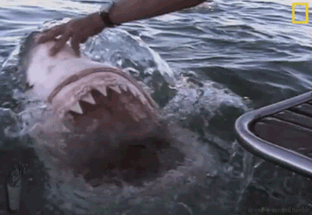 dontgiveadamn2112:  clickcodebar:  kushandcake:  lolzpicx:  A guy pushing a Great White Shark back i