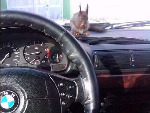 A man and his squirrel.