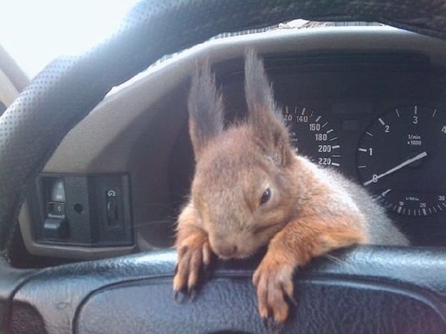 A man and his squirrel.