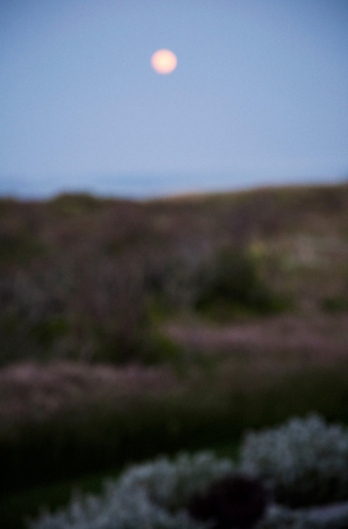 luz-natural:  Sconset Beach, by David Armstrong 
