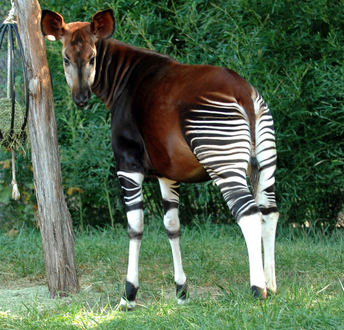 Okapis are short-necked forest giraffes. It took until like 1901 to convince white people that they 