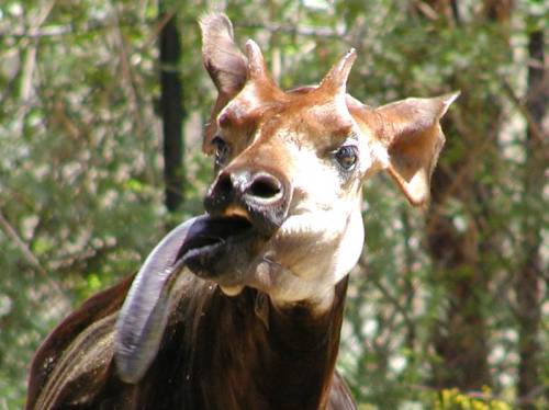 Okapis are short-necked forest giraffes. It took until like 1901 to convince white people that they 