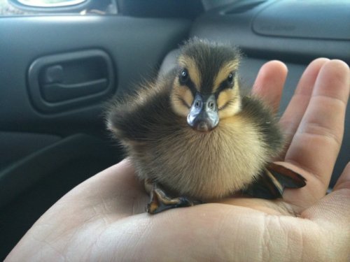 cute duck