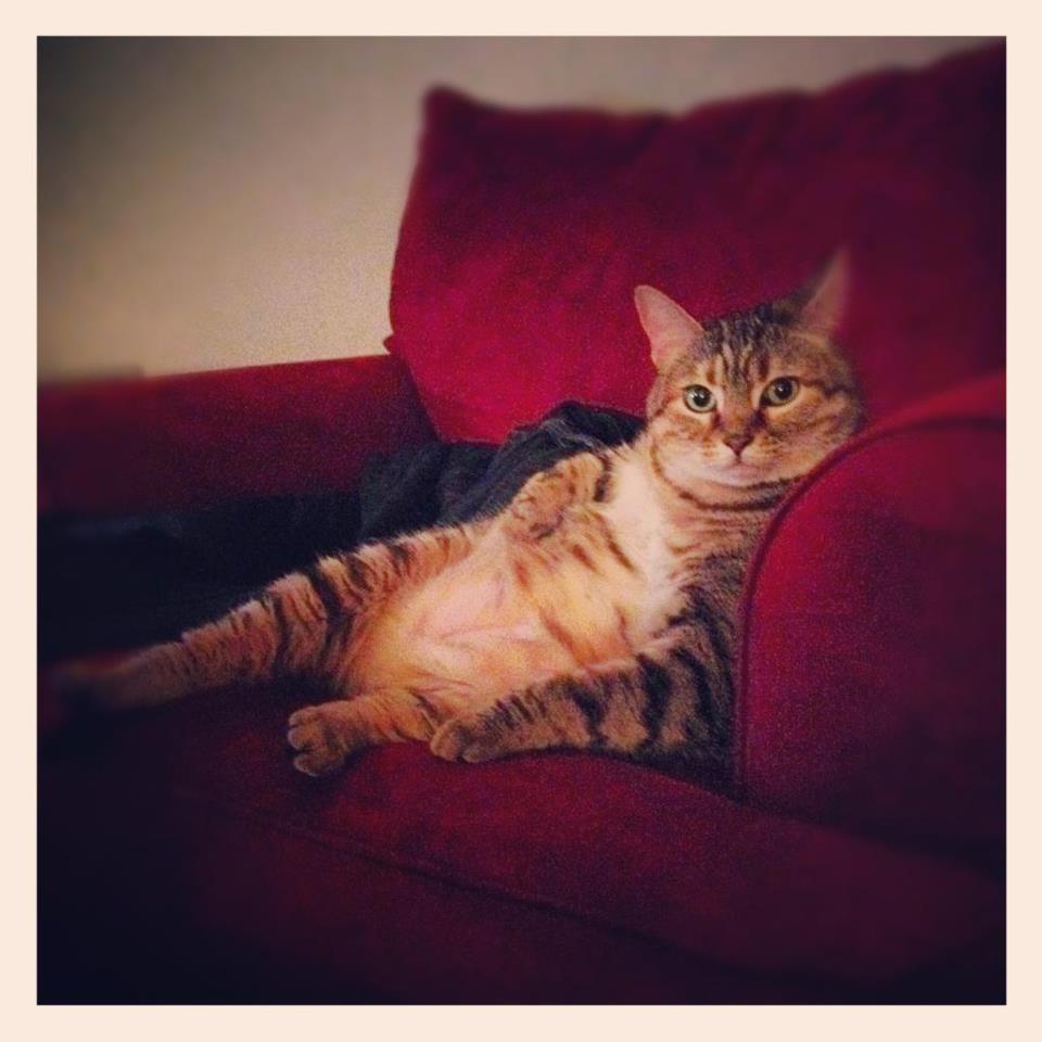 “Paint me like one of your french girls.”
Photo via Cat a Day