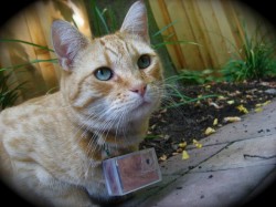  kittehkats:  Cooper, the Cat Photographer