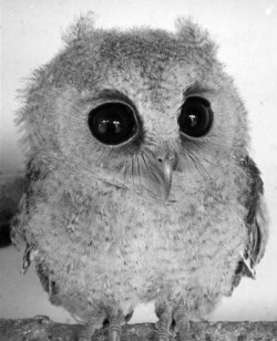 Owl love you ❤