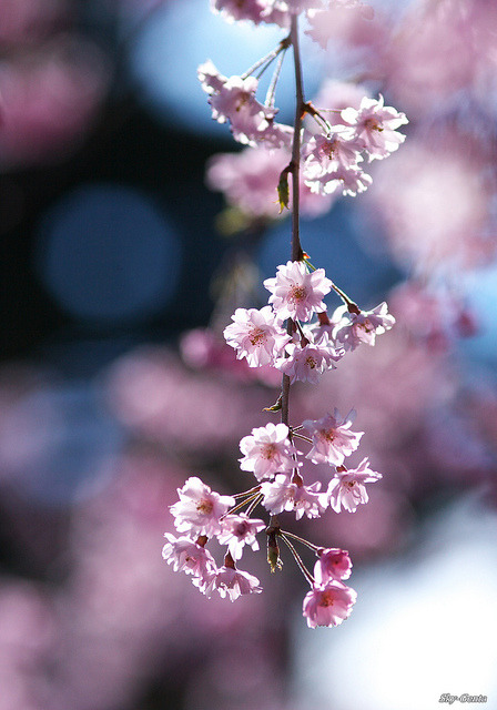 sakura-blossoms:dangle by Sky-Genta on Flickr.