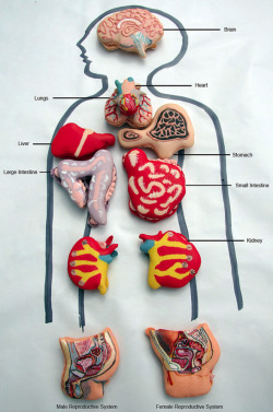 medicalstate:  Hand-Painted Anatomical Macarons by Miss Insomnia Tulip. Who says you cannot have fun with your food. Here is some more creative food for thought. 