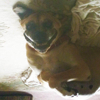centrlperk:  So I took a picture of my dog then I turned it upside down  and all