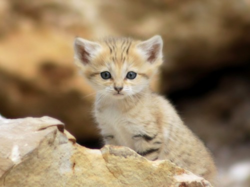 lostintrafficlights:  fruchtchen:  Sand Cat Mama and Kittens  photos by home77_Pascale on flickr  OMFG 