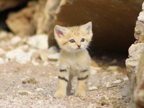 lostintrafficlights:  fruchtchen:  Sand Cat Mama and Kittens  photos by home77_Pascale on flickr  OMFG 