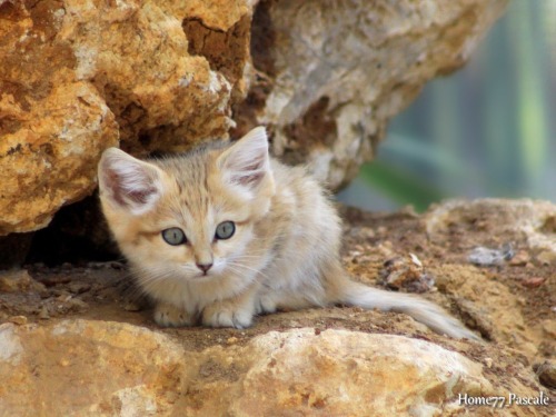 lostintrafficlights:  fruchtchen:  Sand Cat Mama and Kittens  photos by home77_Pascale on flickr  OMFG 