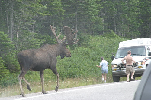 XXX  holy sweet shit thats a big moose :o photo