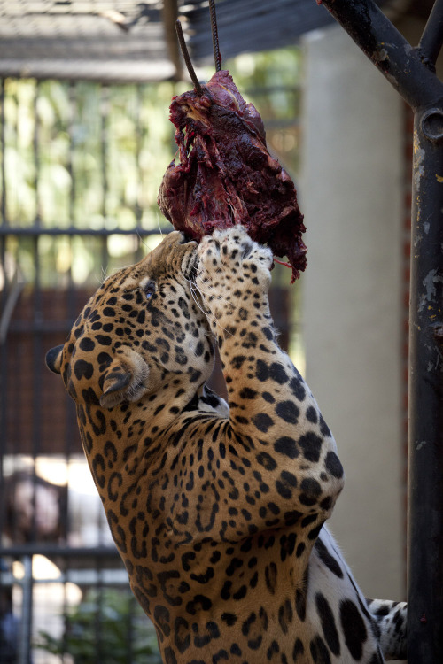 llbwwb:  Hungry Jaguar by iogann86