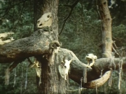 roserosette: A Story of the Forest: Mavka, 1983, Yuri Ilyenko