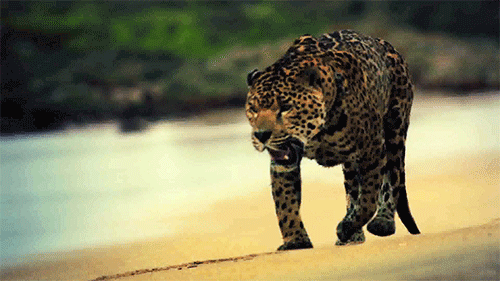 thesinofpride:  j4yvee:  Leopard  Correction: Jaguar. 