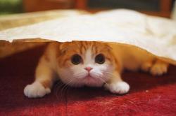 waffles-the-cat:  I love paper bags!! 