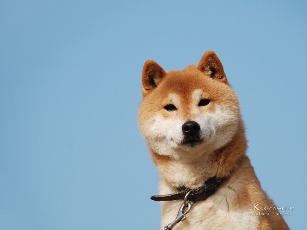 Nyan カメラ目線の柴犬茶太郎 壁紙ing管理人の写真ブログ