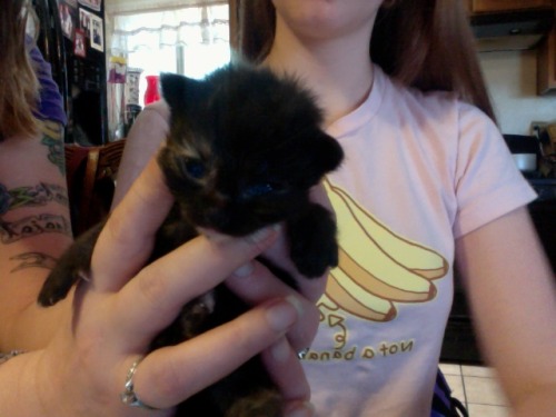 theslackerhero: andie-strider: I WILL GET YOU LITTLE KITTEN YOU WILL BE NAMED MILKY, I SWEAR YOU&rsq