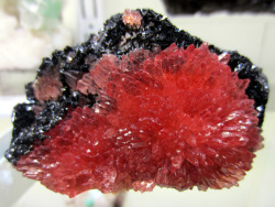 earthshaped:  Rhodocrosite crystals on the black Hematite matrix  Hotazel mine, Hotazel, Northern Cape Province, South Africa  