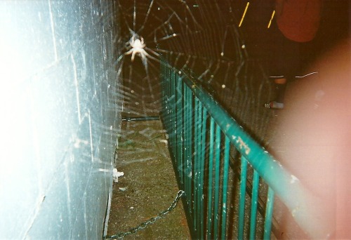 wanderandseek:  Little Spider 