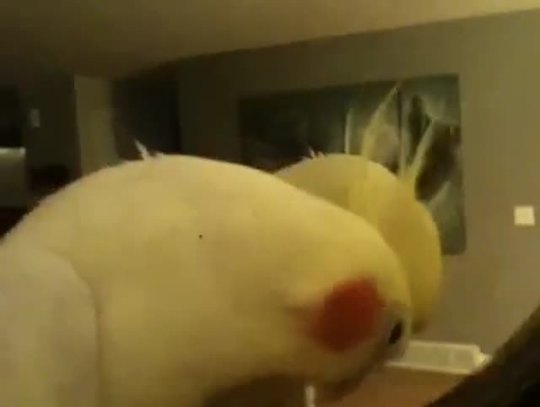 I have a bird exactly like this except all he says is his name, over and over and