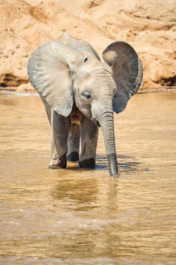 pomposidadpomposa:  African Elephant Calf