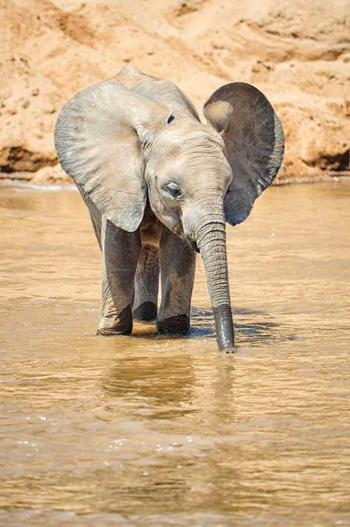 pomposidadpomposa:  African Elephant Calf (by ThomasChamberlin) 