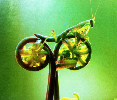 Here’s some visual inspiration for your day:
Praying mantis posed as if in a velodrome in Borneo, Indonesia. (Sierra Club, July/August 2012)