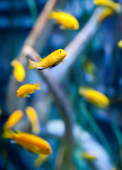 newclearfusion:  Yellow fishes by jmhuttun on Flickr.