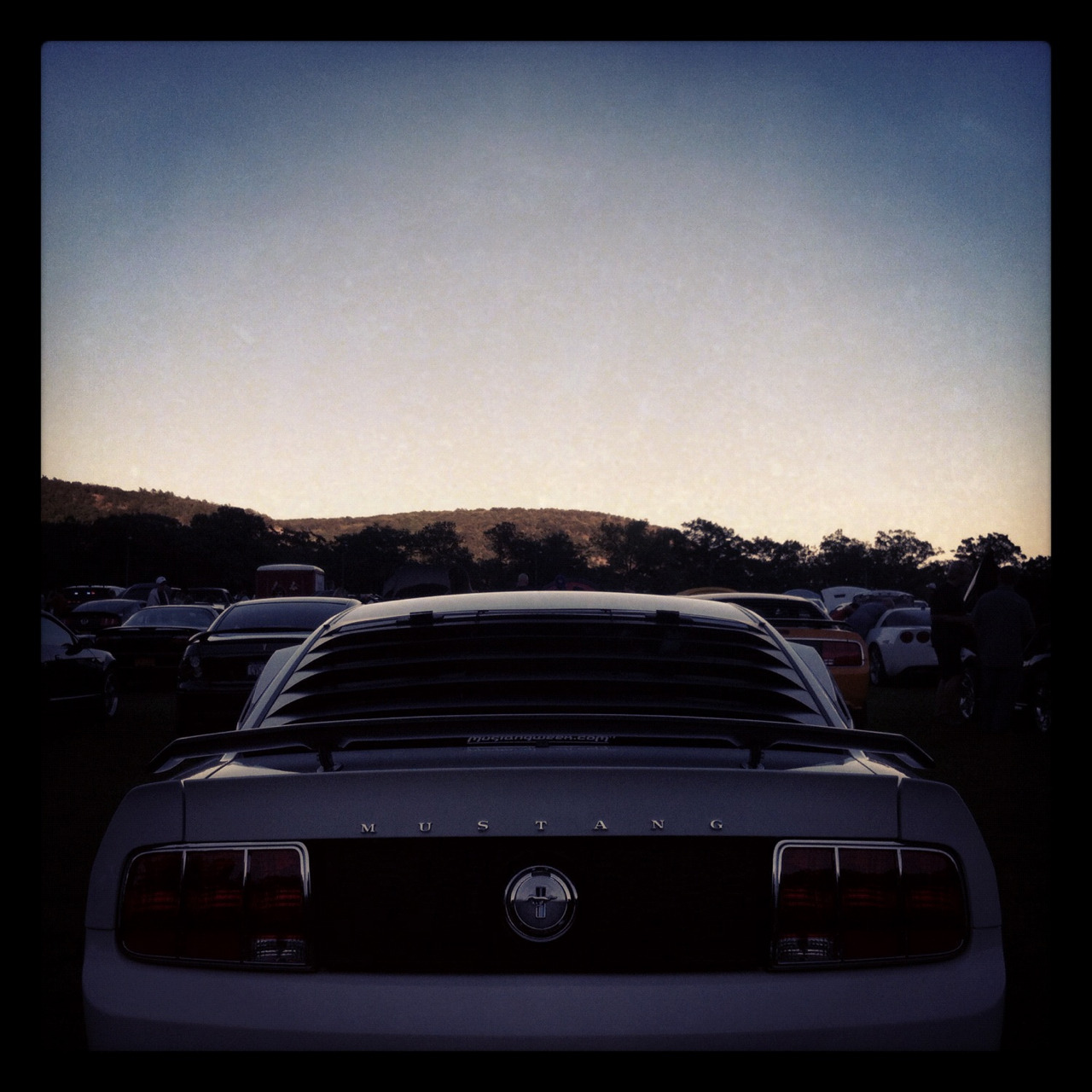 Ford Mustangs