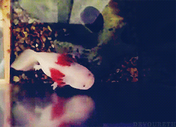 Porn Pics autumnalequinox:  devoureth: Axolotls have
