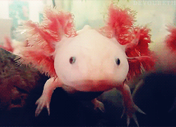 Porn photo autumnalequinox:  devoureth: Axolotls have