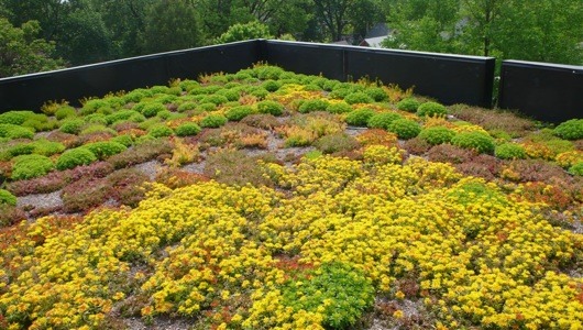 Portland to get massive green roof atop the least Portland-y location possible: A WalMart
In the traditionally WalMart-weary city of Portland, the big box retailer woos concerned locals with plans to top a new store with the largest vegetated roof in...