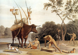 collectivehistory:  Khoikhoi dismantling their huts, preparing to move to new pastures. Aquatint by Samuel Daniell (1805). The Khoikhoi are a historical division of the Khoisan ethnic group, the native people of southwestern Africa, closely related to