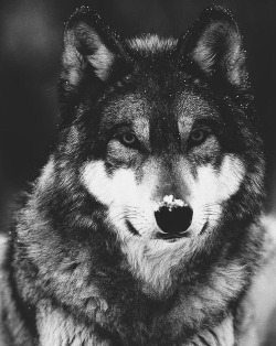 samaniam:  Oh Wolves &lt;3 