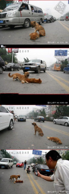 jaidefinichon:  En japón, un perro fallece de viejo en medio de la calle. Otro perro, el cual había estado con él toda su vida intenta sacarlo de la calle y ladra a otros autos evitando que estos le pasen por encima. 