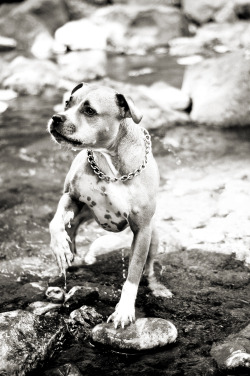 handsomedogs:  This is Dre (like the Dr.) he belongs to my roommate Michelle. He’s a 6 year old staffordshire terrier. And anytime he can get his teeth on a stick or rock, he’s happy. :]