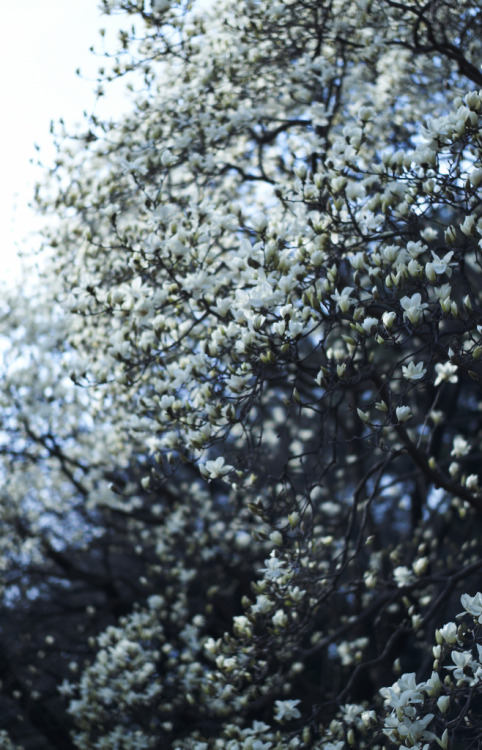 isaykonnichiwa:  By DB* 