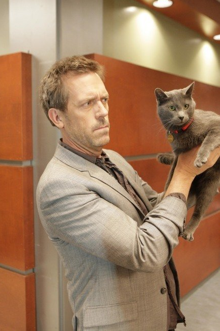 awildellethappears:zanderpants:swoonforme:have a picture of hugh laurie looking skeptically at a cat