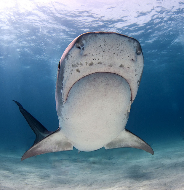 animalgazing:  tiger shark 31 by AlKok on Flickr. tiger shark-bahamas