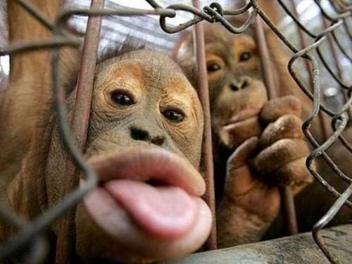 fuckyeahcuteanimalss:  (via Cute Overload :D)