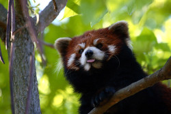 animalgazing:  Red Panda up in a tree by