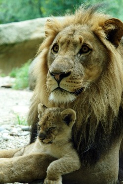 Mufasa nd Simba!! :D