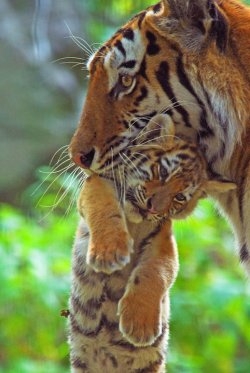 funnywildlife:  Siberian Tiger (Panthera