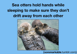 so-relatable:  soremarkable:  (source)  Reblog if that’s the cutest thing you ever heard  Awww that is so cute if we were otters I would hold your hand well a paw :)